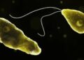 Is brain-eating amoeba, who killed 19 people in Kerala?