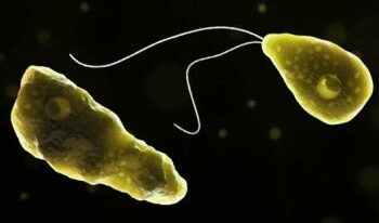 Is brain-eating amoeba, who killed 19 people in Kerala?