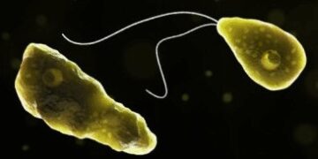 Is brain-eating amoeba, who killed 19 people in Kerala?