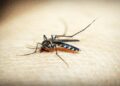 Malaria threat in Delhi: 5 years records broken, 33 new cases last week