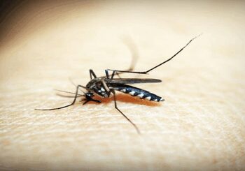 Malaria threat in Delhi: 5 years records broken, 33 new cases last week