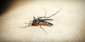 Malaria threat in Delhi: 5 years records broken, 33 new cases last week