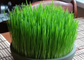 asfd