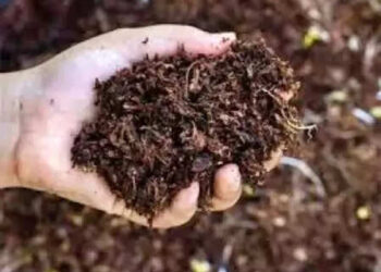 Odisha: Opposition parties criticize the state government for fertilizer crisis