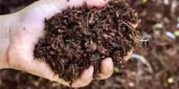Odisha: Opposition parties criticize the state government for fertilizer crisis