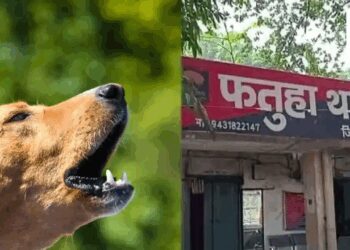 Patna Murder: Brother Kills Another over Dog Barking, Relatives Beat Attacker in Reveng | Patna: Cousin murdered on dog barking, family bled the accused by beating him. News Track in Hindi