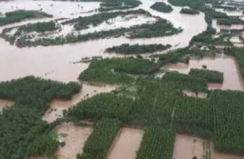 Punjab floods: Death toll is 46, standing crop wasted on 1.75 lakh hectares