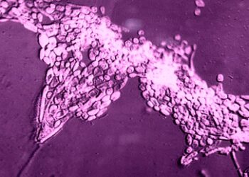 Researchers at ICMR developed a new way of dealing with fungal pathogen