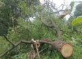 Sandalwood smugglers in Hamirpur, trees cut off from private land