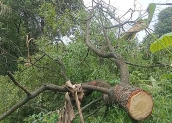 Sandalwood smugglers in Hamirpur, trees cut off from private land