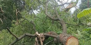 Sandalwood smugglers in Hamirpur, trees cut off from private land