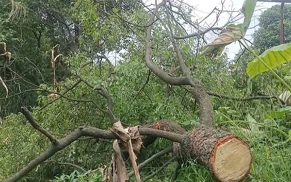 Sandalwood smugglers in Hamirpur, trees cut off from private land
