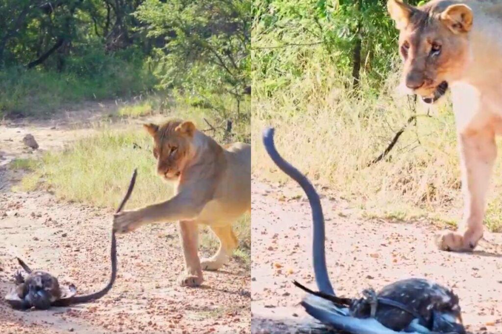 The dreadful scene of the forest! Poisonous Black Maba caught the eagle, then the entry of the lioness overturned the full story, watched viral video