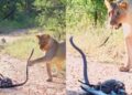 The dreadful scene of the forest! Poisonous Black Maba caught the eagle, then the entry of the lioness overturned the full story, watched viral video