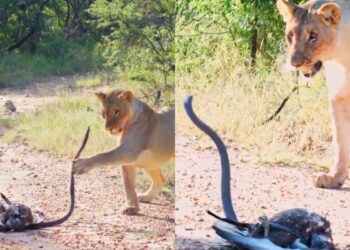 The dreadful scene of the forest! Poisonous Black Maba caught the eagle, then the entry of the lioness overturned the full story, watched viral video