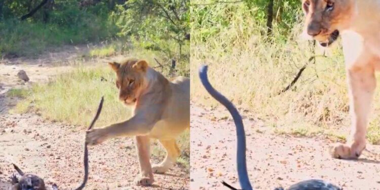 The dreadful scene of the forest! Poisonous Black Maba caught the eagle, then the entry of the lioness overturned the full story, watched viral video