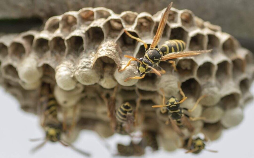 Tragic Wasp Attack: Two innocent people killed due to WASP attack in China, sting more than 1000 times
