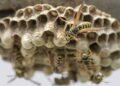 Tragic Wasp Attack: Two innocent people killed due to WASP attack in China, sting more than 1000 times