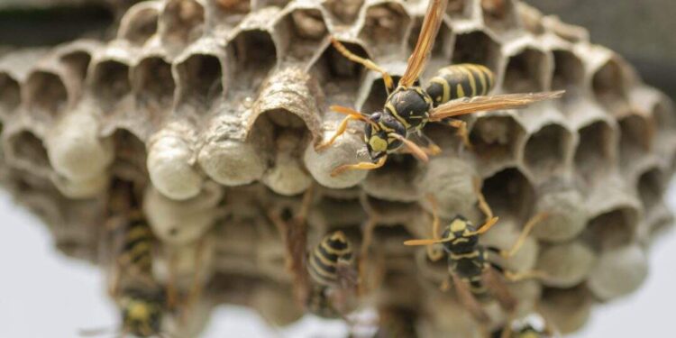 Tragic Wasp Attack: Two innocent people killed due to WASP attack in China, sting more than 1000 times