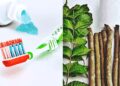 Use Datun instead of a toothbrush! Miraculous benefits are mentioned in Ayurveda