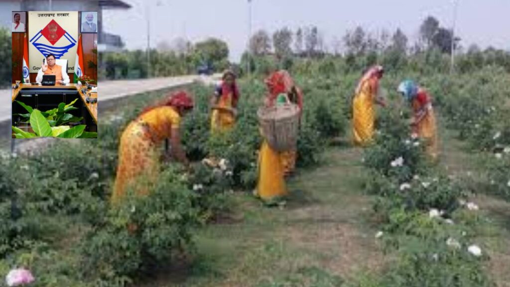 Uttarakhand Cabinet Approves Aroma Kranti Policy & Key Welfare Plans | Uttarakhand Cabinet: New 'Aroma Revolution Policy' for farmers | News Track in Hindi