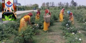 Uttarakhand Cabinet Approves Aroma Kranti Policy & Key Welfare Plans | Uttarakhand Cabinet: New 'Aroma Revolution Policy' for farmers | News Track in Hindi