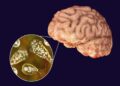What is brain eating amoeba in hindi: What is brain eating amoeba?