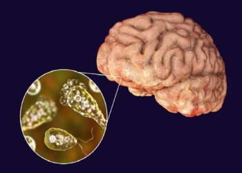 What is brain eating amoeba in hindi: What is brain eating amoeba?