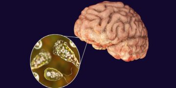 What is brain eating amoeba in hindi: What is brain eating amoeba?