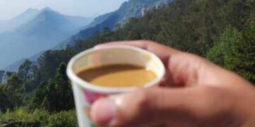 ब्रश के तुरंत बाद चाय क्यों नहीं पीनी चाहिए? जानिए एक आम सी लेकिन जरूरी बात!