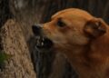 World-Rabies Day theme special, WHO told everyone's participation