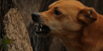 World-Rabies Day theme special, WHO told everyone's participation