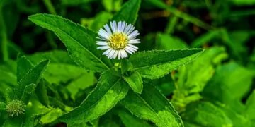 भृंगराज : बालों से लेकर लिवर तक, स्वास्थ्य के लिए चमत्कारिक औषधि