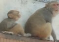 Big accident due to monkey attack in Hathras, two year old innocent girl fell from the roof in front of her father, entire scene captured in CCTV