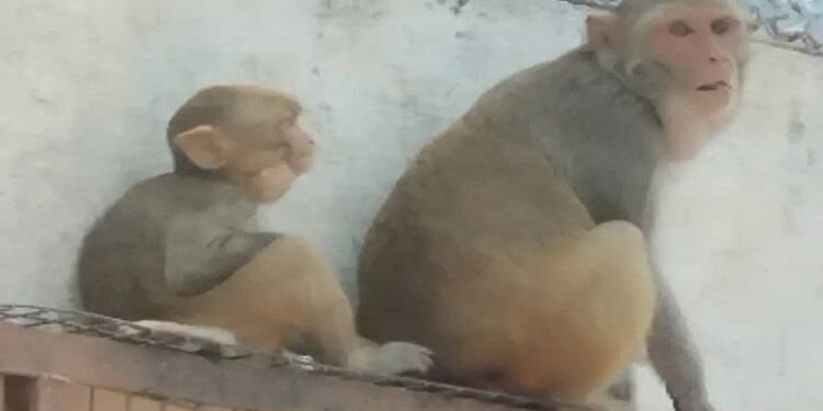 Big accident due to monkey attack in Hathras, two year old innocent girl fell from the roof in front of her father, entire scene captured in CCTV