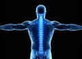 Body pillar, protector and shock absorber is spinal cord, know how it works