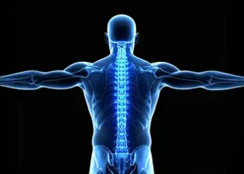 Body pillar, protector and shock absorber is spinal cord, know how it works