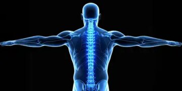 Body pillar, protector and shock absorber is spinal cord, know how it works