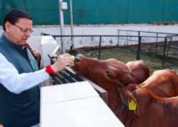 CM Pushkar Singh Dhami performs cow worship on Govardhan Puja. On Govardhan Puja, CM Dhami worshiped Mother Cow, wished for happiness. News Track in Hindi