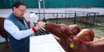 CM Pushkar Singh Dhami performs cow worship on Govardhan Puja. On Govardhan Puja, CM Dhami worshiped Mother Cow, wished for happiness. News Track in Hindi