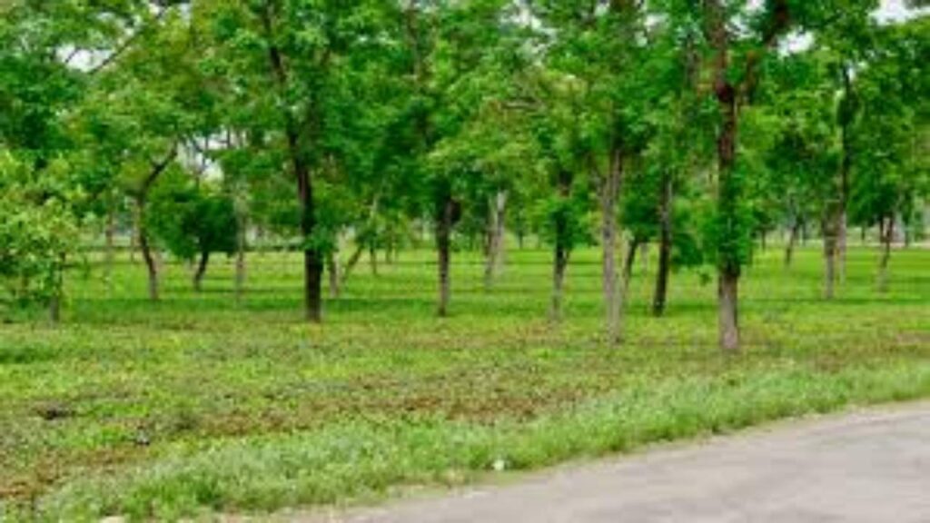 Chhattisgarh 25 Years: From Naxal Zones to Green Growth & Development | Chhattisgarh @25: Journey of green growth from Naxal affected area. News Track in Hindi