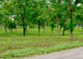 Chhattisgarh 25 Years: From Naxal Zones to Green Growth & Development | Chhattisgarh @25: Journey of green growth from Naxal affected area. News Track in Hindi