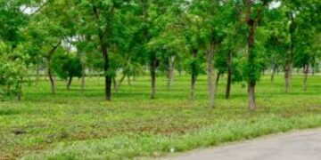 Chhattisgarh 25 Years: From Naxal Zones to Green Growth & Development | Chhattisgarh @25: Journey of green growth from Naxal affected area. News Track in Hindi