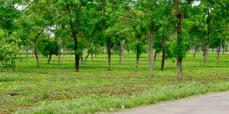 Chhattisgarh 25 Years: From Naxal Zones to Green Growth & Development | Chhattisgarh @25: Journey of green growth from Naxal affected area. News Track in Hindi