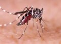 Dengue outbreak in Noida: 53 new patients found in four days, number of cases reached 419