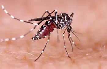 Dengue outbreak in Noida: 53 new patients found in four days, number of cases reached 419