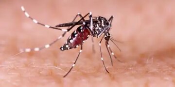 Dengue outbreak in Noida: 53 new patients found in four days, number of cases reached 419