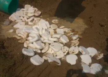 Ghaziabad: 2,500 kg adulterated cheese destroyed in Nidori, samples sent to laboratory