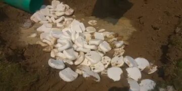 Ghaziabad: 2,500 kg adulterated cheese destroyed in Nidori, samples sent to laboratory