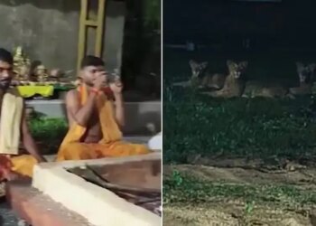 Havan was happening in the temple, saints kept doing chanting only three lions and then ...., video viral